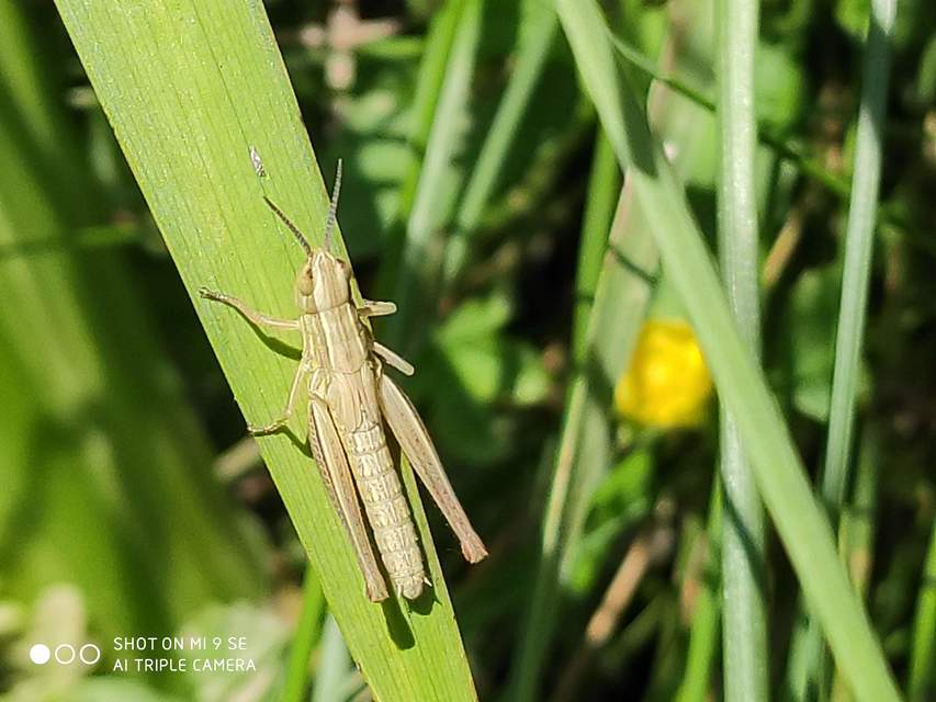 Euchorthippus