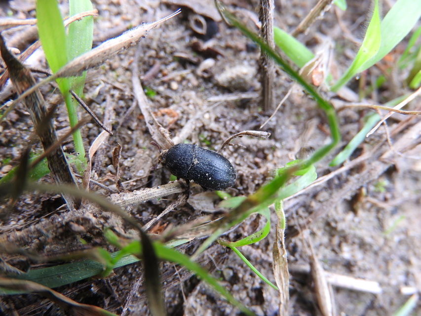 Dermestes laniarius - gyászos porva