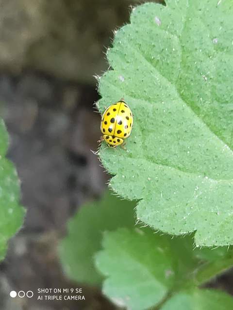 Psyllobora vigintiduopunctata - huszonkétpettyes katica