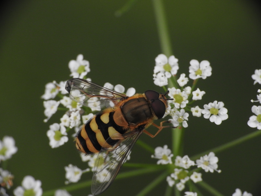 Syrphus