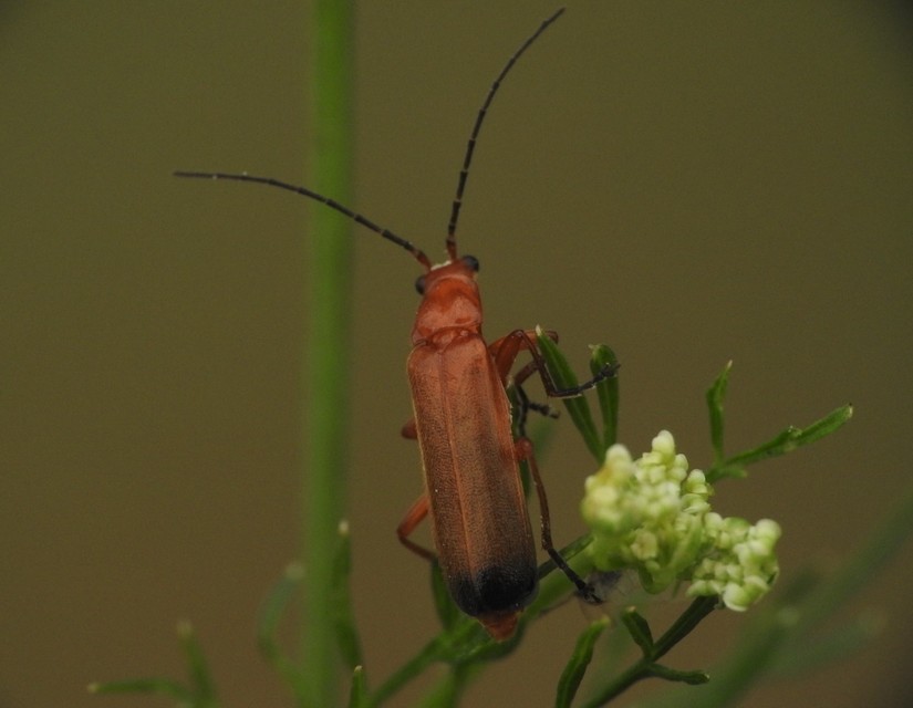 Rhagonycha fulva - feketevégű lágybogár