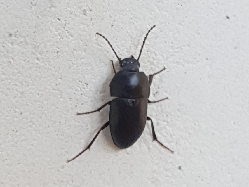 Crypticus quisquilius - fürge gyászbogár