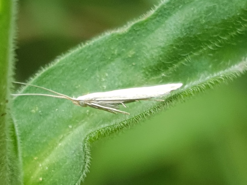 Coleophora