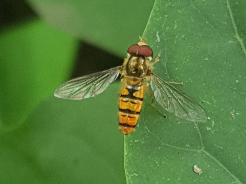 Episyrphus balteatus - ékfoltos zengőlégy