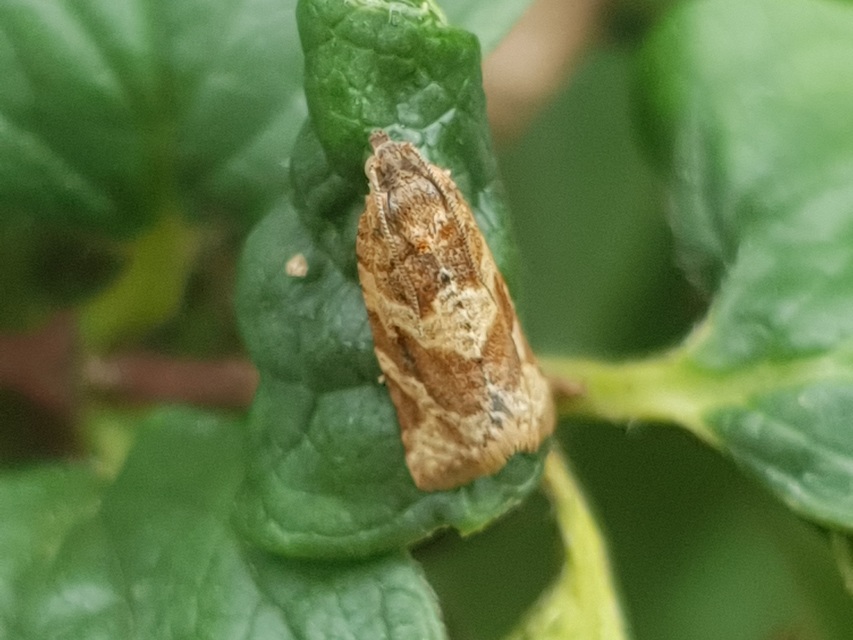 Argyrotaenia ljungiana - ékes sodrómoly