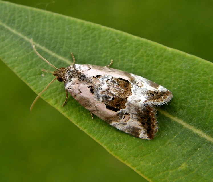 Hapalotis venustula - rózsaszínű mázasbagoly