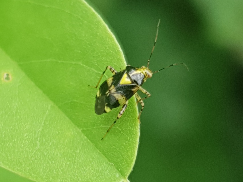 Liocoris tripustulatus - hárompettyes mezeipoloska