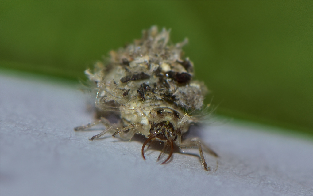 Chrysopidae - zöldfátyolkák
