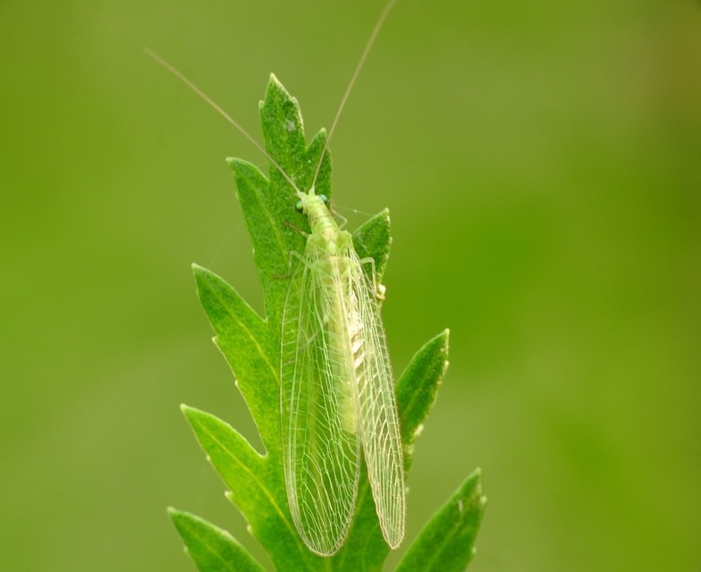 Chrysopidae - zöldfátyolkák