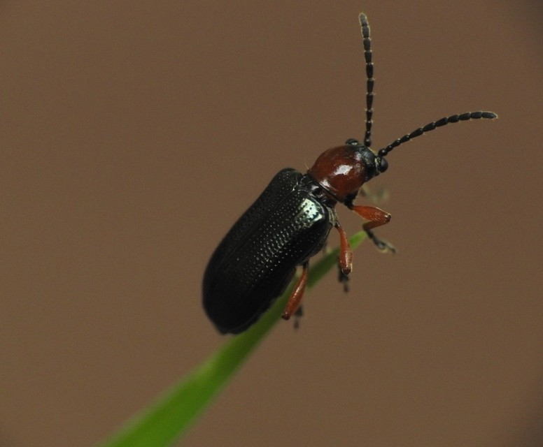 Oulema melanopus/duftschmidi