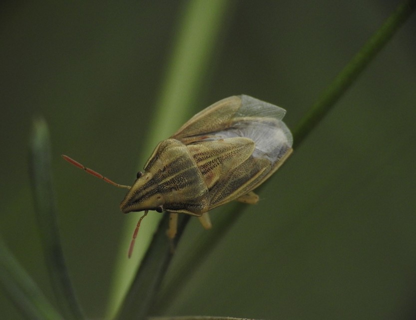 Aelia acuminata - közönséges szipolypoloska Aelia acuminata - közönséges szipolypoloska