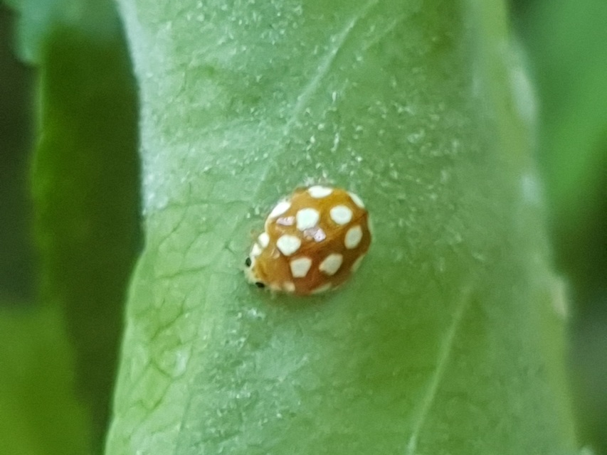 Vibidia duodecimguttata - tizenkétcseppes füsskata