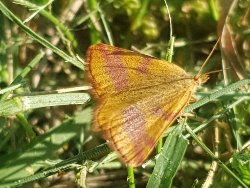 Lythria cruentaria - bíborcsíkos araszoló