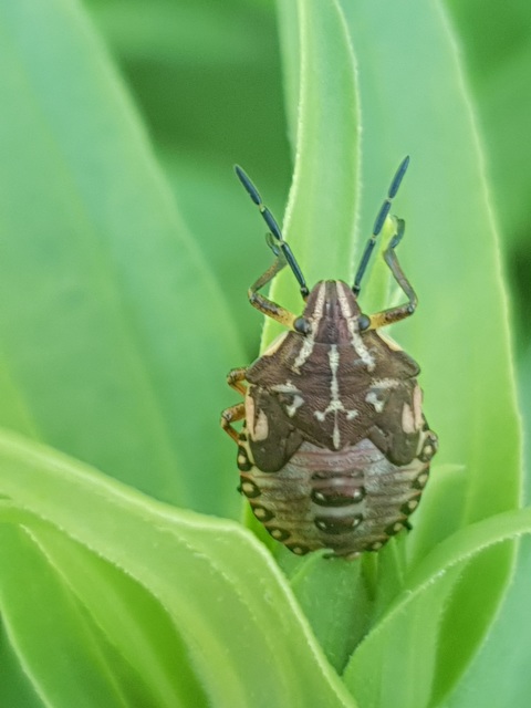 Carpocoris