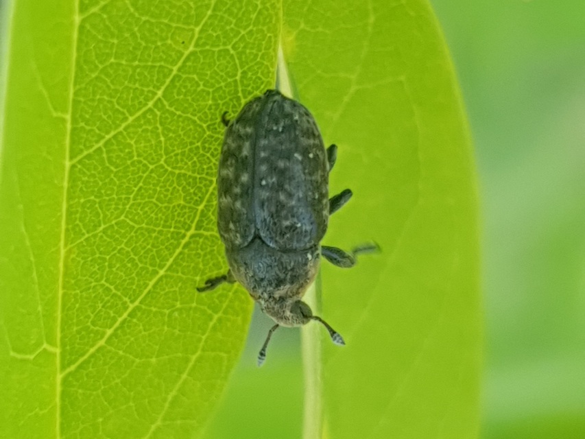 Larinus obtusus - imola-púderbarkó