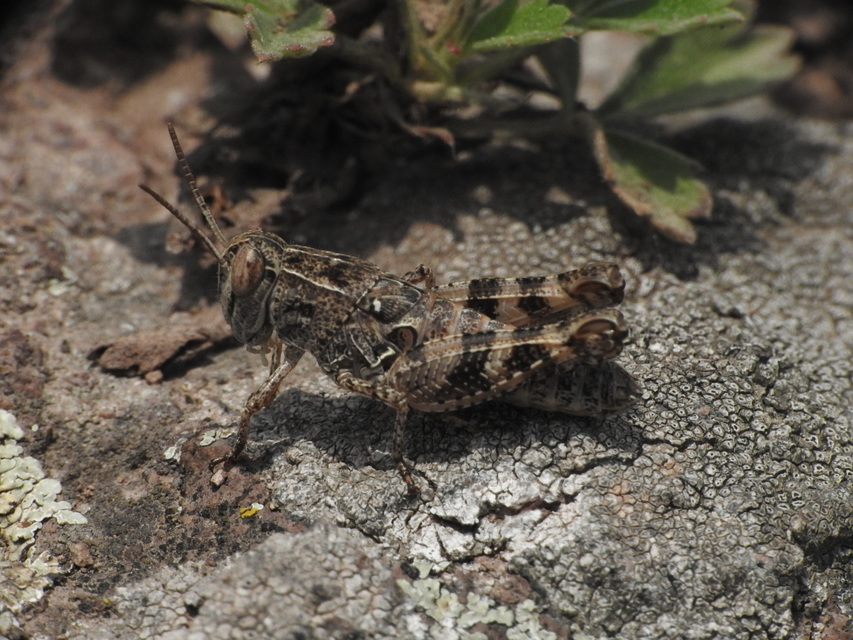 Calliptamus italicus - olaszsáska