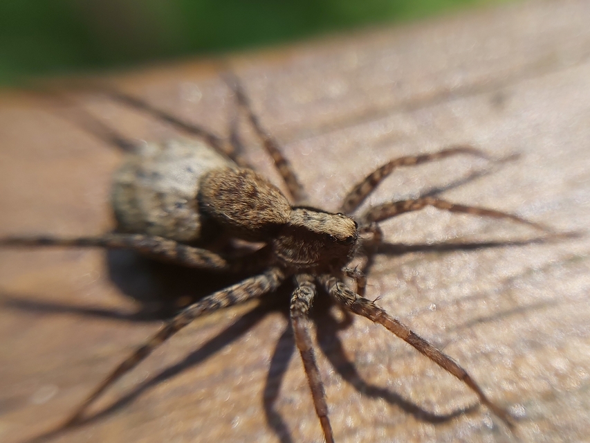 Pardosa alacris/lugubris
