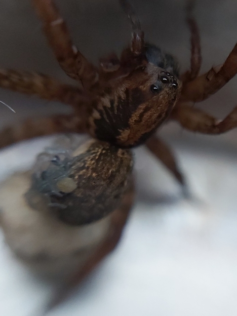 Trochosa