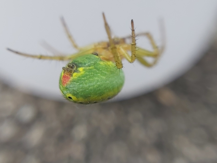 Araniella cucurbitina - zöld keresztespók