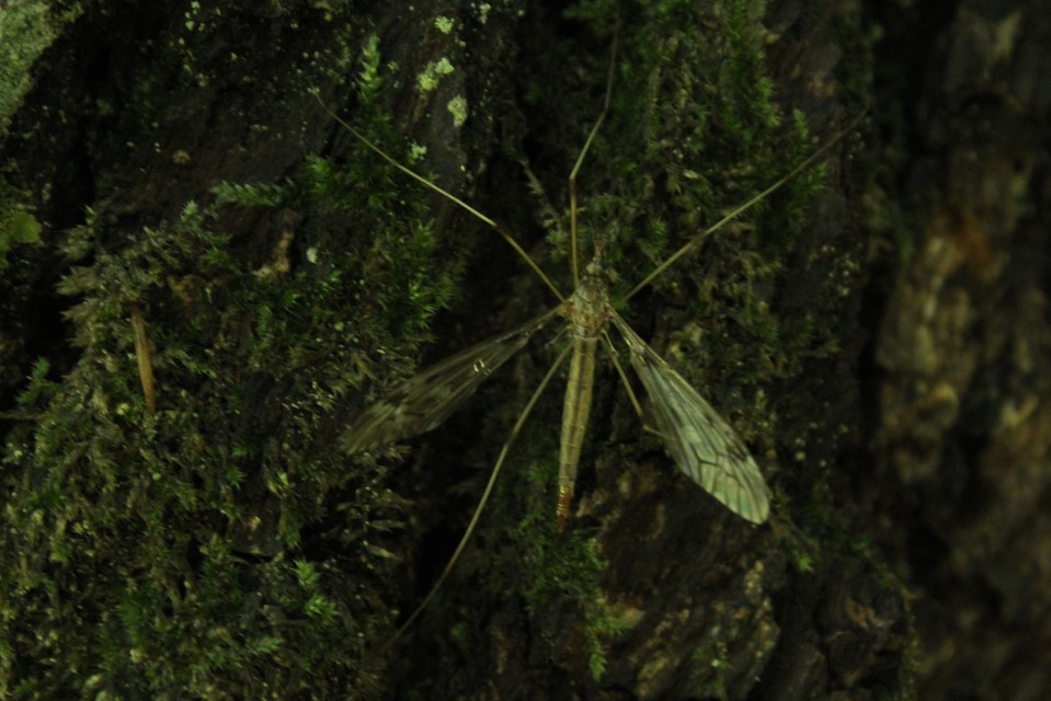 Tipula