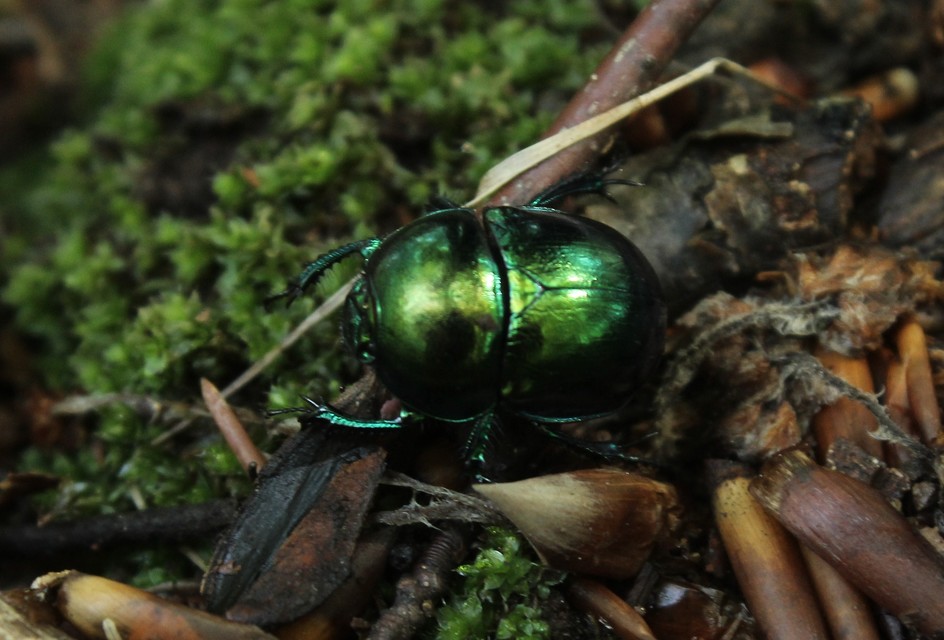 Trypocopris vernalis - tavaszi álganéjtúró
