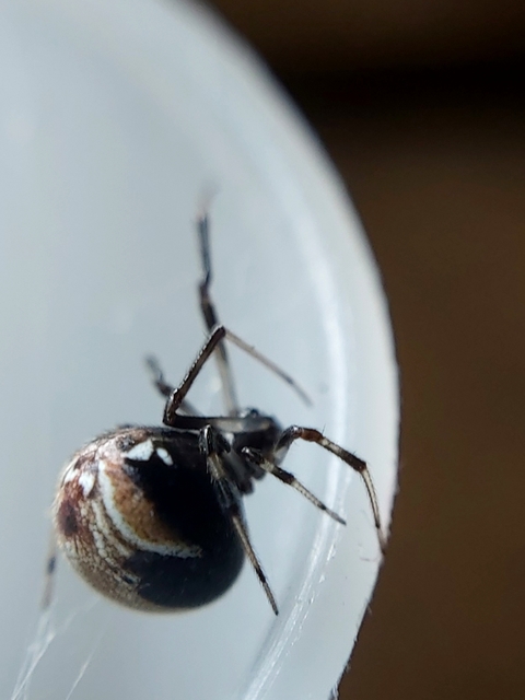 Parasteatoda lunata - holdas törpepók
