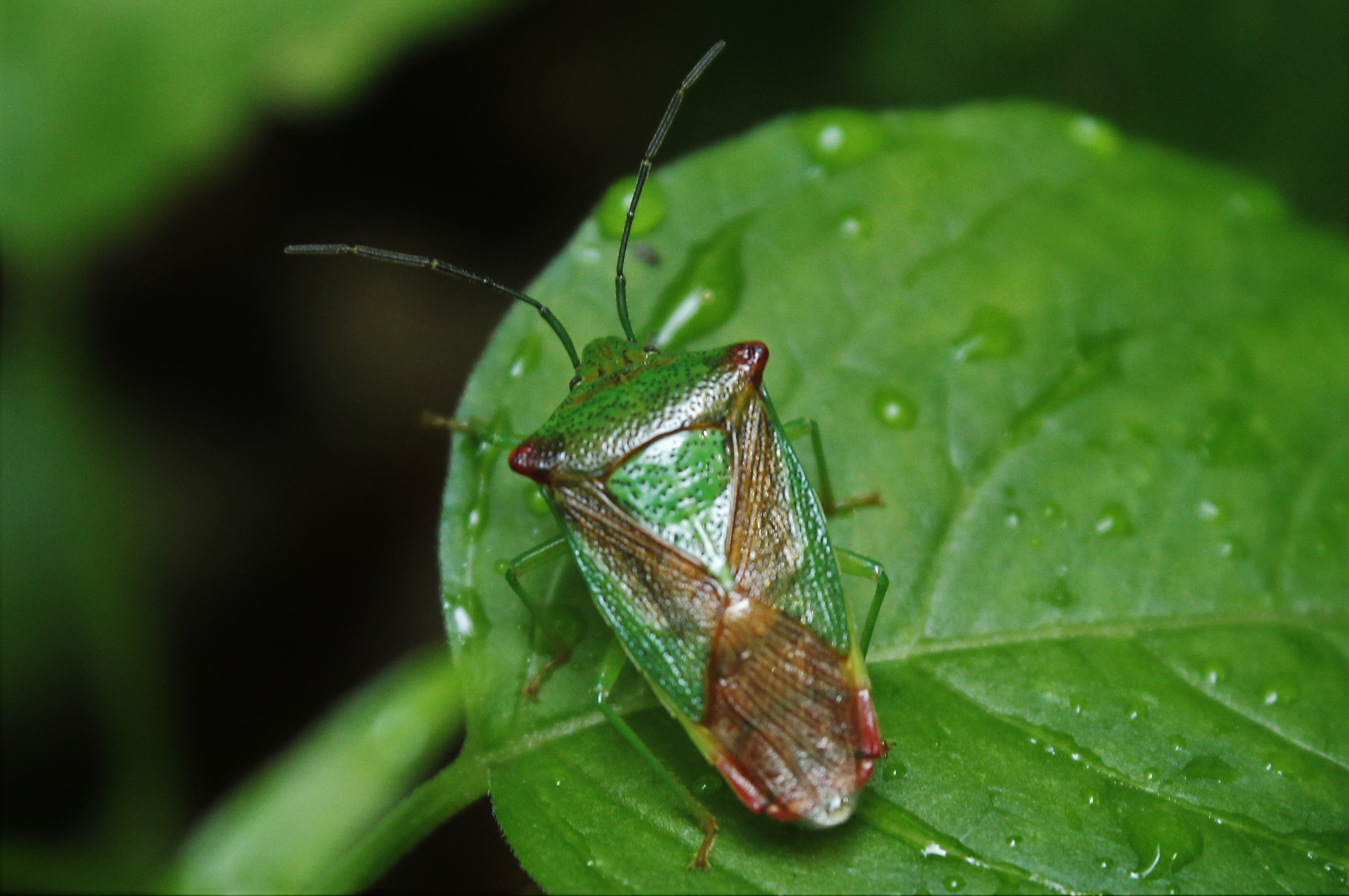 Acanthosoma haemorrhoidale - nagy dajkapoloska Acanthosoma haemorrhoidale - nagy dajkapoloska