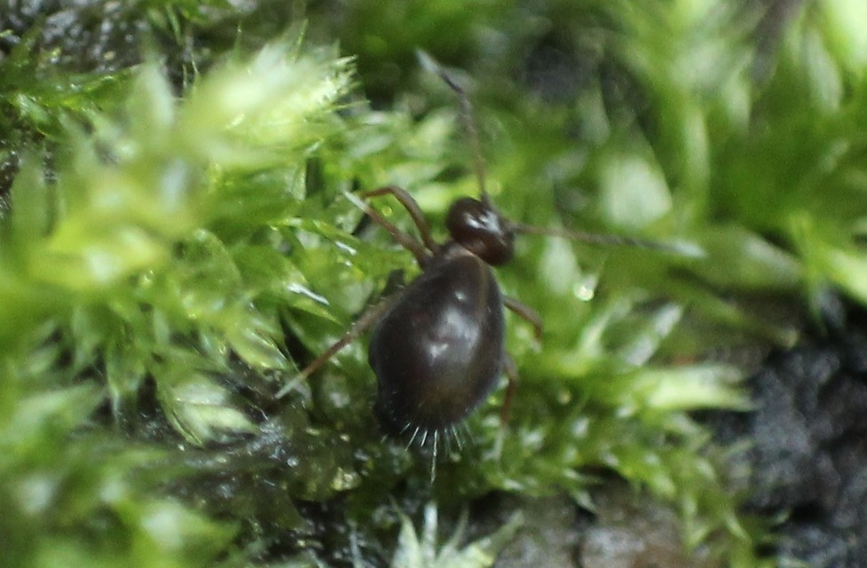 Dicyrtoma fusca