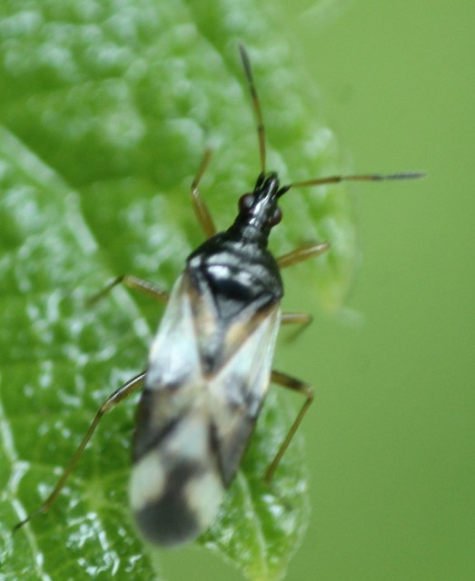 Anthocoris Anthocoris