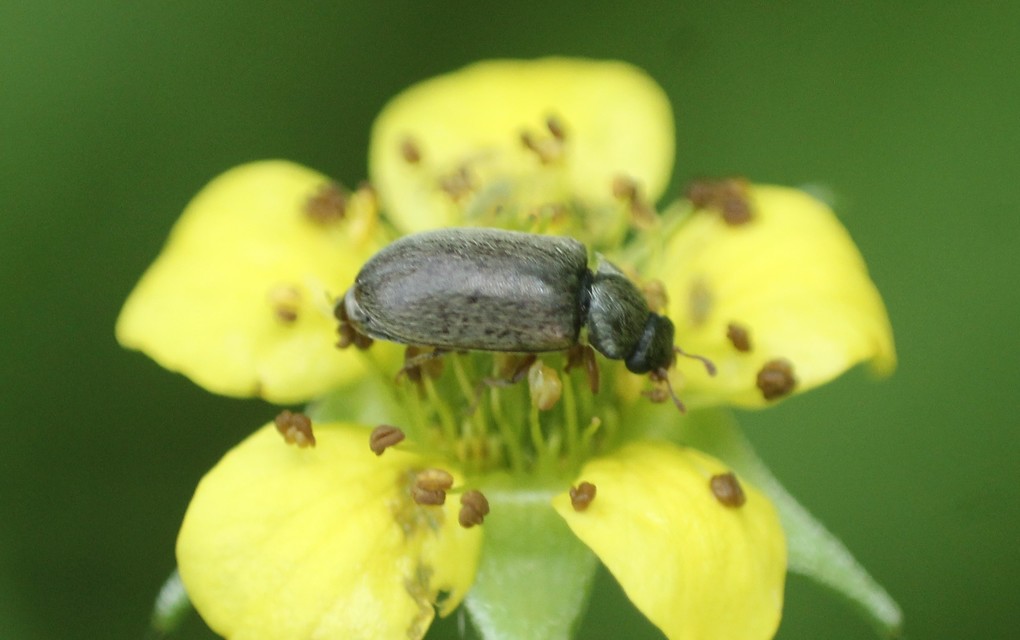 Byturus tomentosus