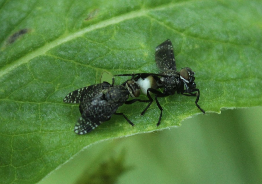 Platystoma