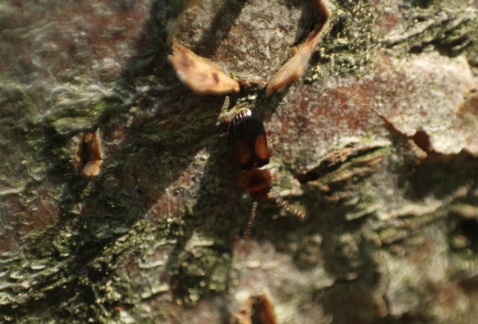 Laemophloeus monilis - nagyfoltú szegélyeslapbogár