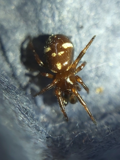Asagena phalerata