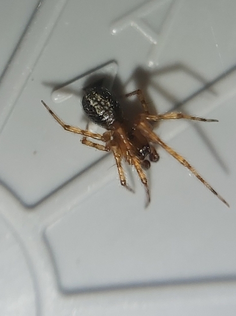 Theridion