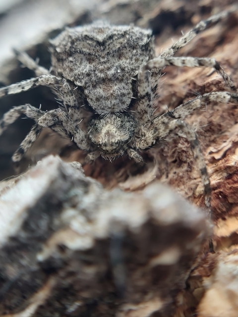 Philodromus poecilus - cifra karolópók