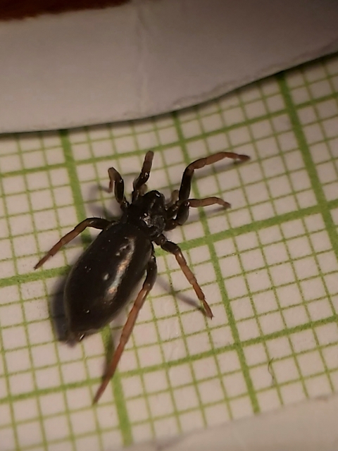 Trachyzelotes pedestris - vöröslábú gyászpók