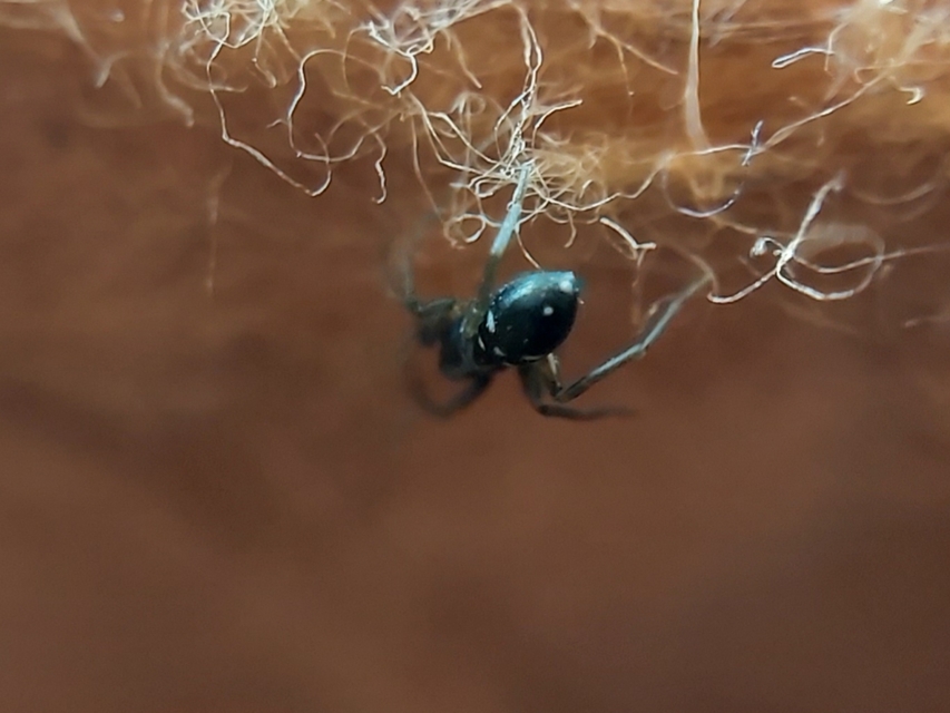 Phrurolithus