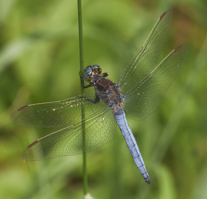 Orthetrum coerulescens - karcsú pásztorszitakötő