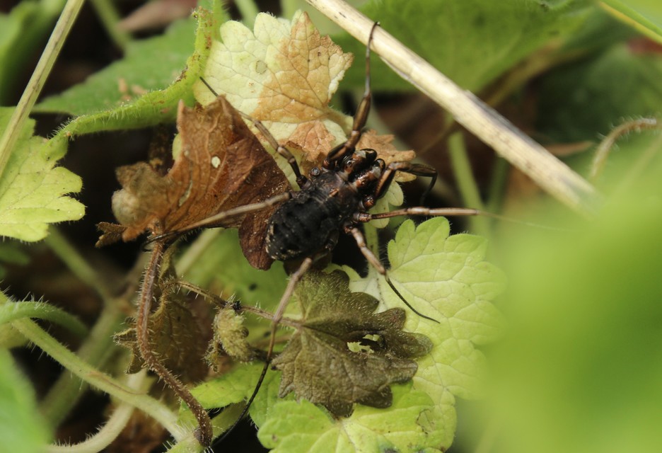 Zachaeus crista