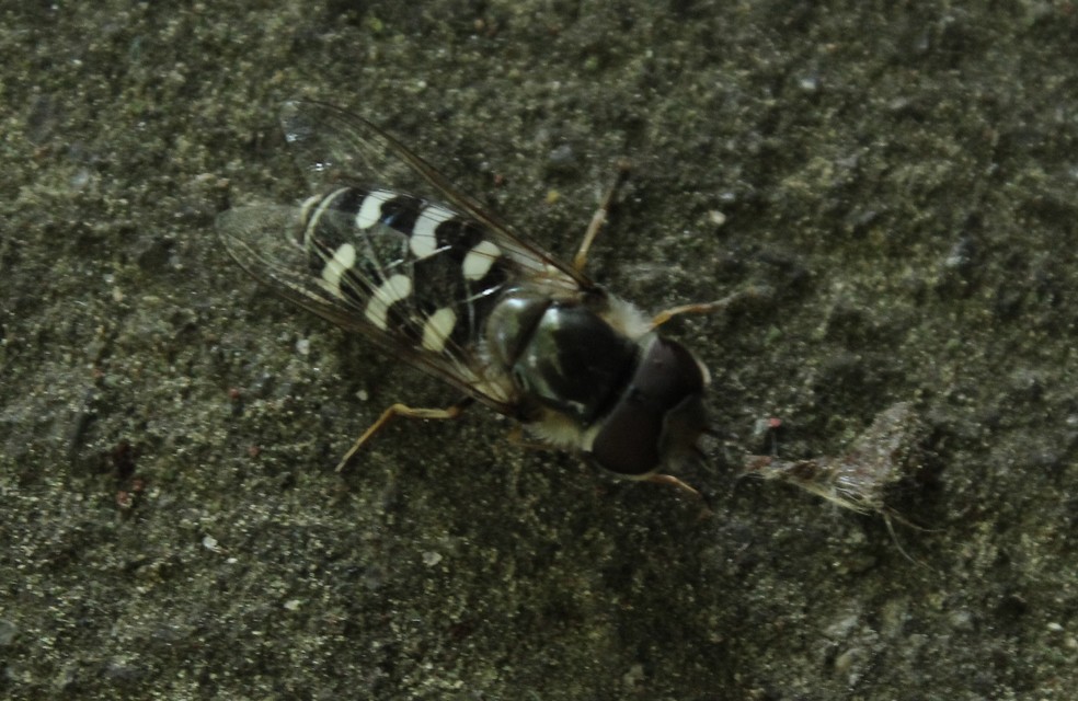 Scaeva pyrastri - gyakori nagyhomlokúlégy