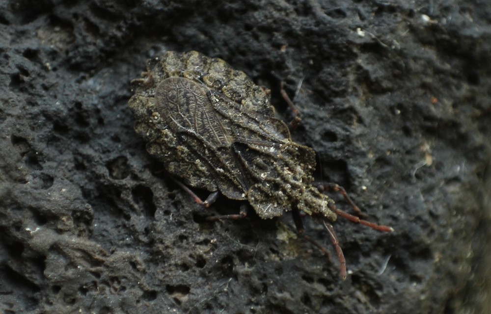 Aradus