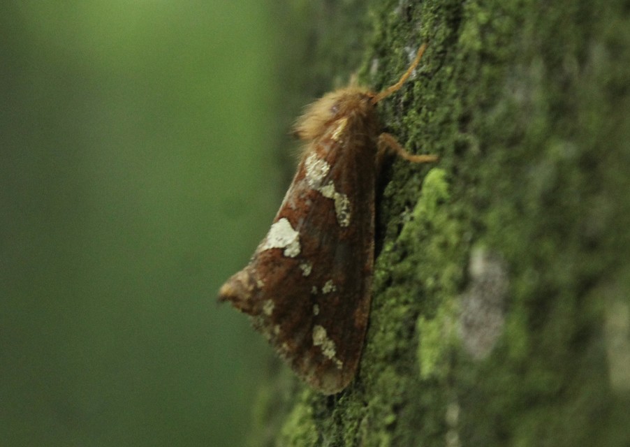 Phymatopus hecta - aranyló gyökérrágólepke