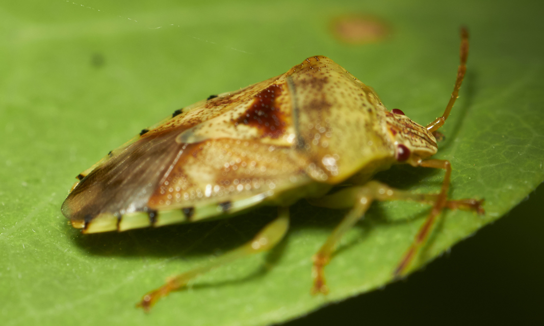 Elasmucha grisea - nyír-dajkapoloska Elasmucha grisea - nyír-dajkapoloska