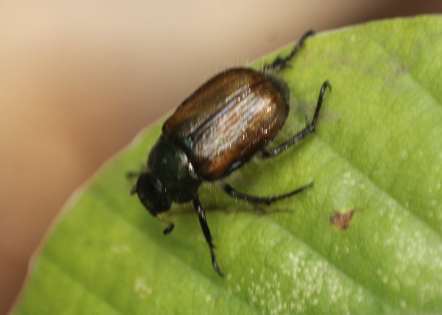 Phyllopertha horticola - kerti szipoly