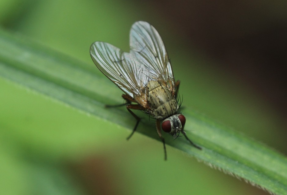 Muscidae - igazi legyek