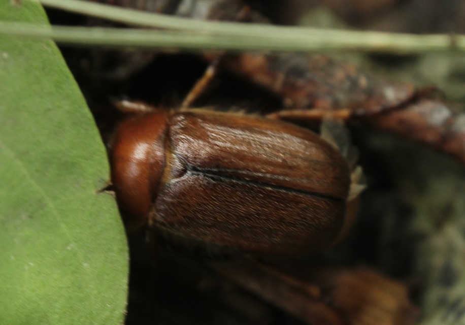 Amphimallon assimile - kis sárgacserebogár