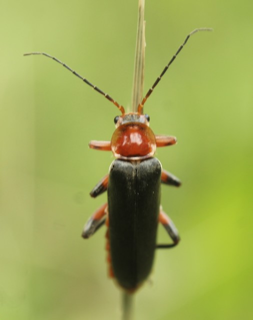 Cantharis livida - mezei lágybogár