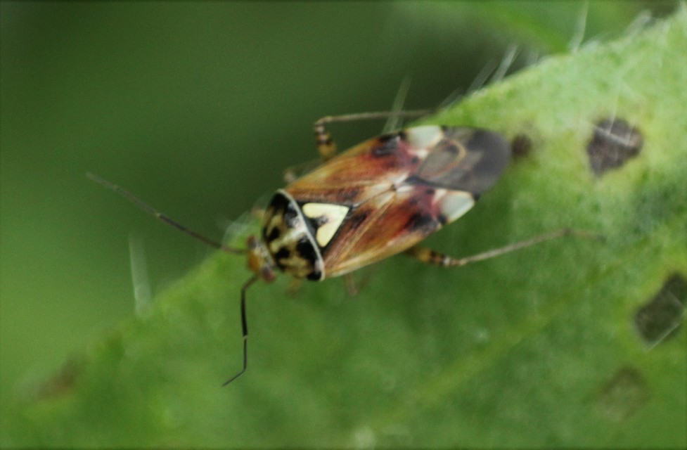 Lygus pratensis - változó mezeipoloska