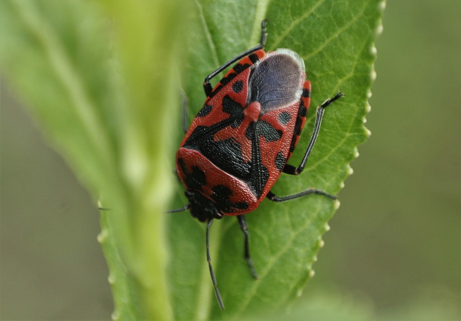 Eurydema