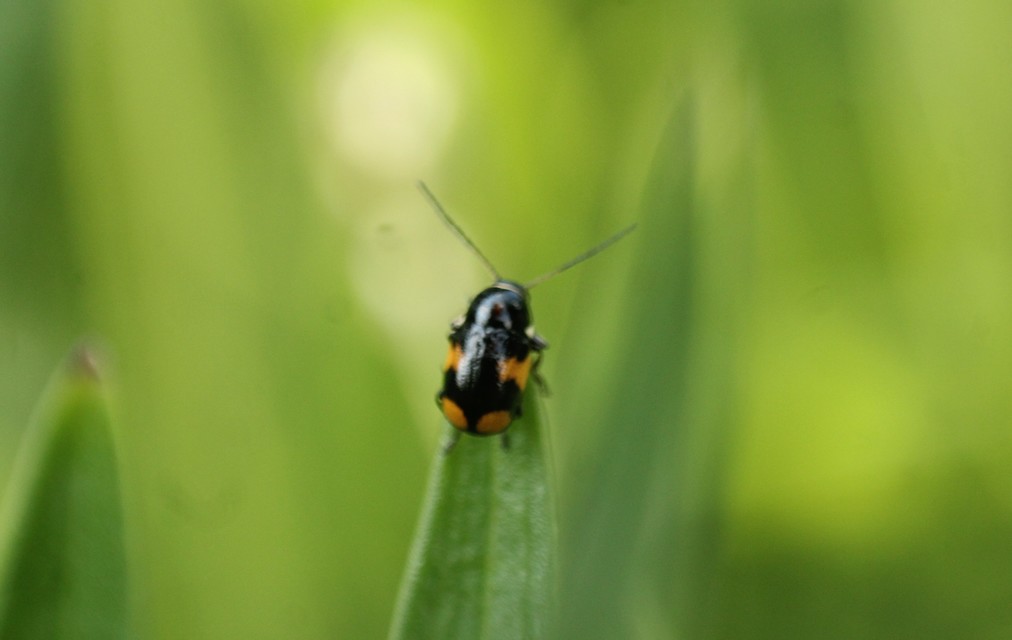 Cryptocephalus moraei - közönséges zömökbogár